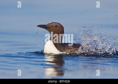 Guillemot de Troïl (Uria aalge) nager sur l'océan, près de Victoria, BC, Canada. Banque D'Images