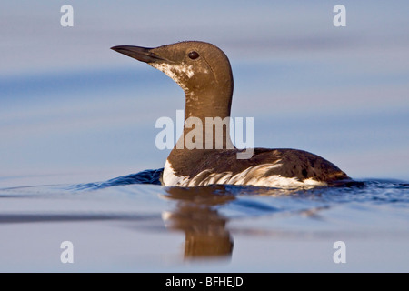 Guillemot de Troïl (Uria aalge) nager sur l'océan, près de Victoria, BC, Canada. Banque D'Images