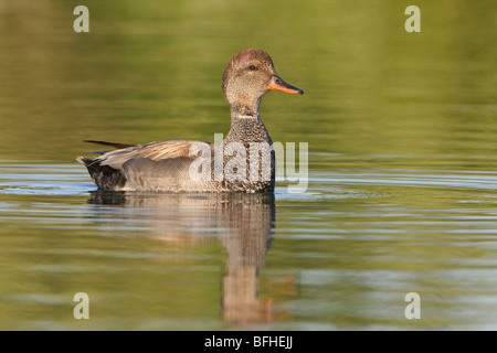 Le Canard chipeau (Anas strepera) nager sur un étang à Toronto, Ontario, Canada. Banque D'Images