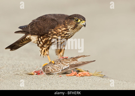 Merlin (Falco columbarius) perché sur la plage se nourrissant d'oiseaux de rivage à Washington, États-Unis. Banque D'Images