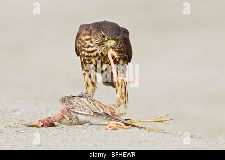 Merlin (Falco columbarius) perché sur la plage se nourrissant d'oiseaux de rivage à Washington, États-Unis. Banque D'Images