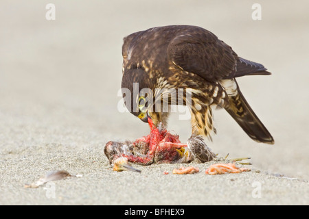 Merlin (Falco columbarius) perché sur la plage se nourrissant d'oiseaux de rivage à Washington, États-Unis. Banque D'Images