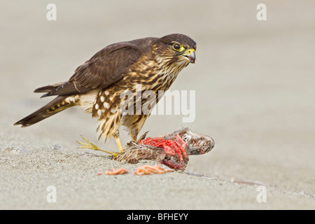 Merlin (Falco columbarius) perché sur la plage se nourrissant d'oiseaux de rivage à Washington, États-Unis. Banque D'Images