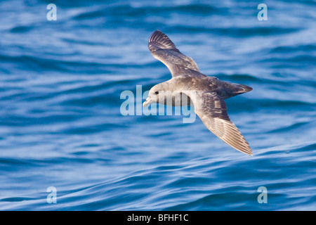 Le Fulmar boréal (Fulmarus glacialis), volant à Washington, États-Unis. Banque D'Images