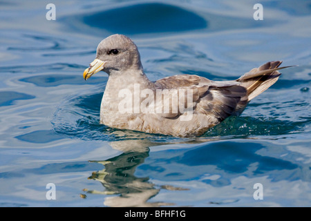 Le Fulmar boréal (Fulmarus glacialis) nager sur l'océan, près de Washington, USA. Banque D'Images