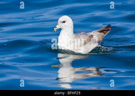 Le Fulmar boréal (Fulmarus glacialis) nager sur l'océan, près de Washington, USA. Banque D'Images