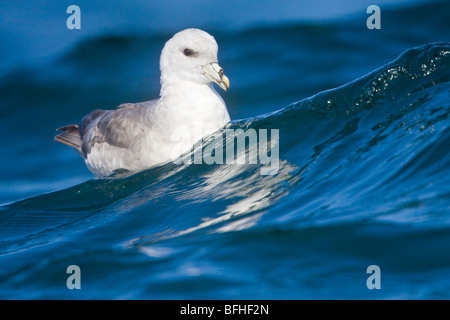 Le Fulmar boréal (Fulmarus glacialis) nager sur l'océan, près de Washington, USA. Banque D'Images