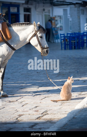 Chats en Grèce Banque D'Images