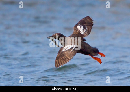 Guillemot - Pigeon (Cepphus columba) volant à Washington, États-Unis. Banque D'Images