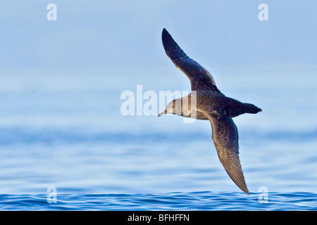 Puffin fuligineux (Puffinus griseus) volant au large de la côte de Victoria, BC, Canada. Banque D'Images