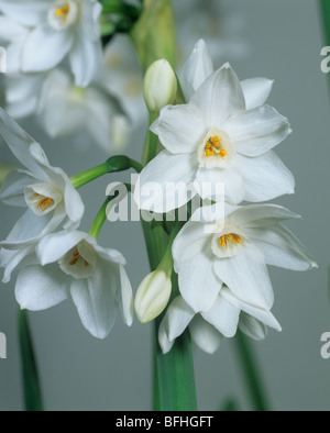 Jonquille Narcissus 'fleurs' blanc papier Banque D'Images