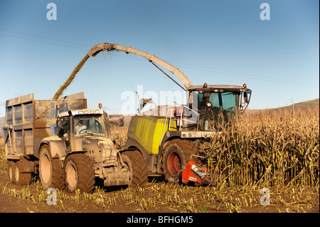 La récolte du maïs ensilage en utilisant un Claas l'ensileuse automotrice 970 Banque D'Images