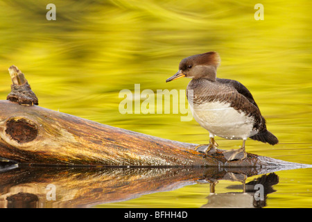 Harle couronné femme reposant sur log in pond dans collection automne-Victoria, Colombie-Britannique, Canada. Banque D'Images