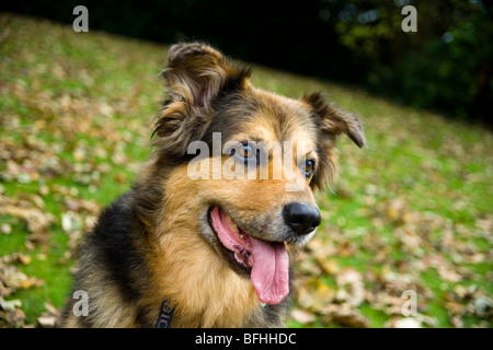 Un Allemand Shepard/chien alsacienne se trouve dans le les feuilles d'automne. Banque D'Images