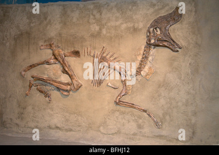 Lambeosaurus magnicristatus de squelette. Musée Royal Tyrrell, Drumheller, Alberta, Canada Banque D'Images