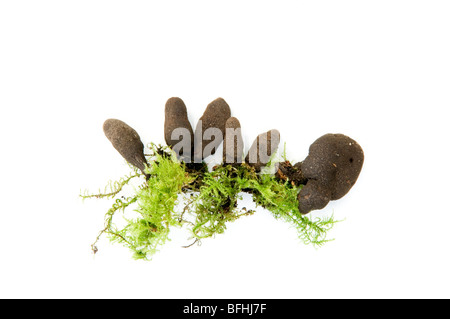 XYLARIA POLYMORPHA, DEAD MANS CHAMPIGNONS,LES DOIGTS Banque D'Images