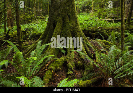 Il s'agit d'une mousse couverts le cèdre rouge de l'arbre dans une forêt entourée de fougères. Si peu de piste, Cascades de Washington, USA. Banque D'Images
