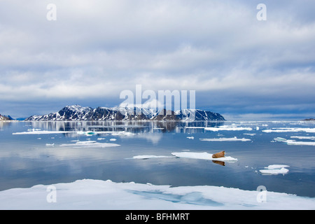 Morse de l'Atlantique (Odobenus rosmarus rosmarus) Le repos sur la banquise arctique, l'archipel de Svalbard, Norvège Banque D'Images