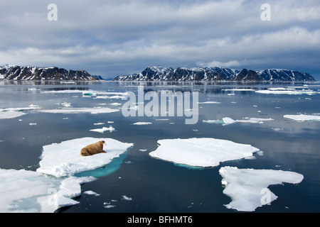 Morse de l'Atlantique (Odobenus rosmarus rosmarus) Le repos sur la banquise arctique, l'archipel de Svalbard, Norvège Banque D'Images