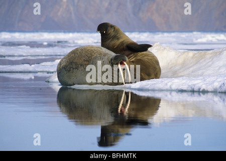 Les morses de l'Atlantique (Odobenus rosmarus rosmarus) sur la banquise, Alexandra Fiord,l'île d'Ellesmere, l'Arctique canadien Banque D'Images