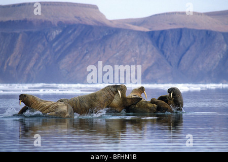 Les morses de l'Atlantique (Odobenus rosmarus rosmarus) sur la banquise, Alexandra Fiord,l'île d'Ellesmere, l'Arctique canadien Banque D'Images