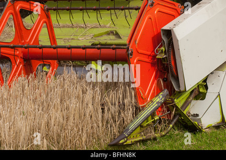 Moissonneuse-batteuse Claas comining l'orge de printemps. Banque D'Images