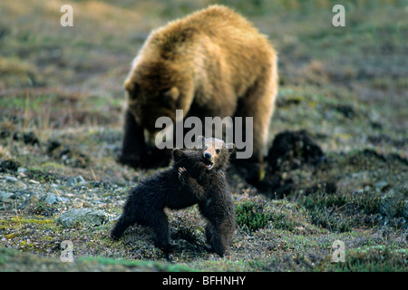 Ours brun (Ursus arctos) louveteaux et mère creuser pour les racines des plantes nutritives dans l'arrière-plan, le nord du Yukon, de l'Arctique canadien Banque D'Images