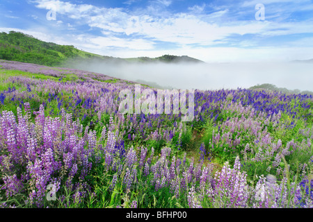 Prairie en fleurs de lupin le long de Bald Hill Road à Redwoods National Park, en Californie. Banque D'Images