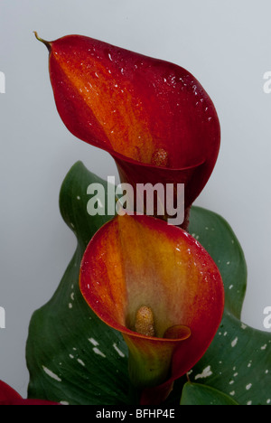 Orange Zantedeschia aethiopica calla lily Banque D'Images