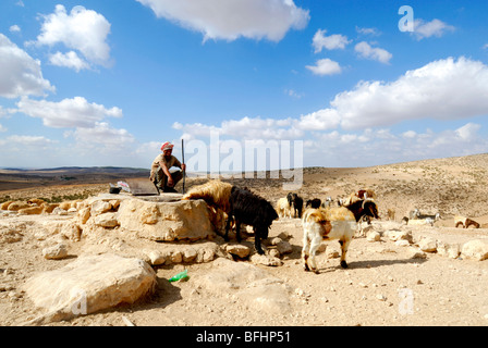 Israël, désert du Néguev, berger bédouin avec troupeau de moutons de son troupeau eaux le puits d'eau Banque D'Images