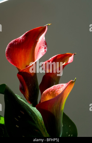 Orange Zantedeschia aethiopica calla lily Banque D'Images