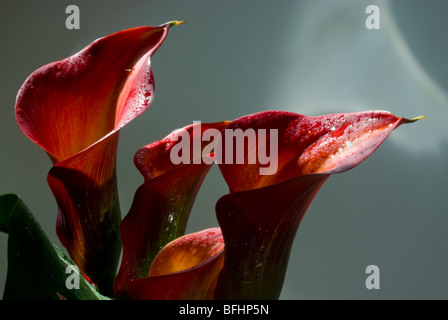 Orange Zantedeschia aethiopica calla lily Banque D'Images