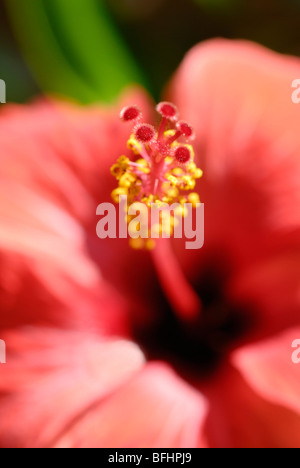 Close up d'un hibiscus rouge Banque D'Images