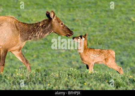 Mère le wapiti (Cervus elaphus) et le veau, le parc national Jasper, Rocheuses canadiennes, l'ouest de l'Alberta, Canada Banque D'Images