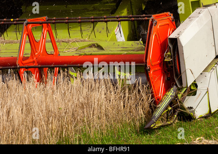 Moissonneuse-batteuse Claas comining l'orge de printemps. Banque D'Images
