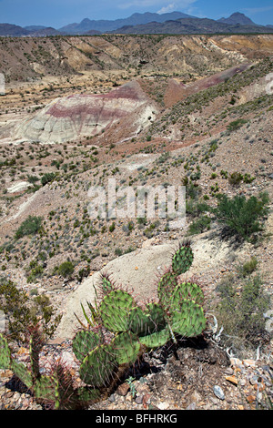 Avec Badlands oponce de Big Bend National Park Utah USA Banque D'Images