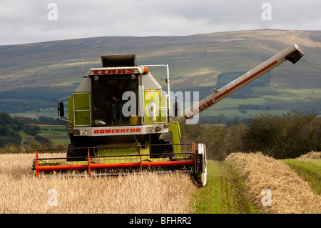 Moissonneuse-batteuse Claas comining l'orge de printemps. Banque D'Images