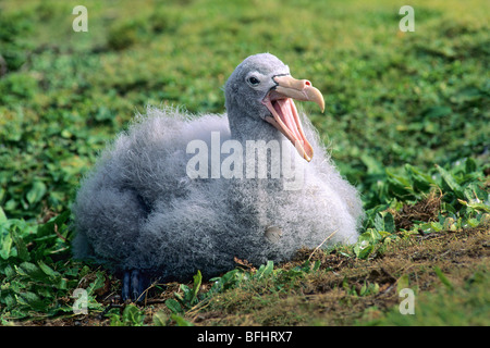 Pétrel géant (Macronectes giganteus) niché au prorata, forêt, Enderby, île subantarctique, Nouvelle-Zélande Banque D'Images