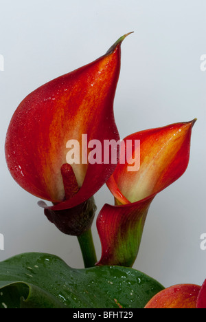 Orange Zantedeschia aethiopica calla lily Banque D'Images