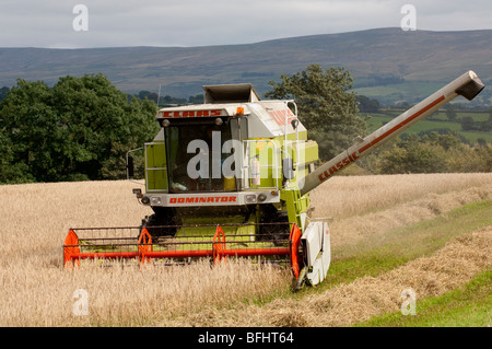 Moissonneuse-batteuse Claas comining l'orge de printemps. Banque D'Images