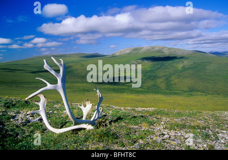 Mettre en andouiller de caribou, de la montagne, le parc national Vuntut, le nord du Yukon, de l'Arctique canadien Banque D'Images