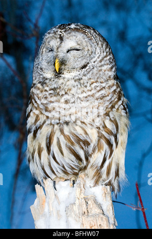 La Chouette rayée (Strix varia) dormir, le nord de l'Alberta, Canada Banque D'Images