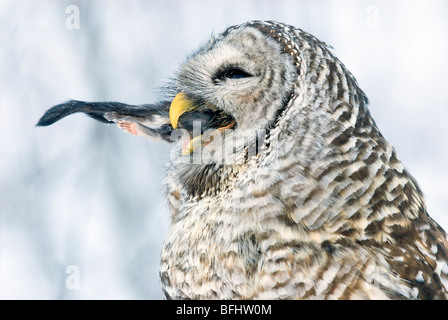 La Chouette rayée (Strix varia) L'ingestion d'un le grand polatouche (Glaucomys sabrinus) le nord de l'Alberta, Canada Banque D'Images