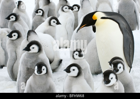 Des profils manchot empereur (Aptenodytes forsteri) et les poussins, Snow Hill Island, Antarctic Peninsula Banque D'Images