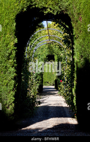 Promenade de lauriers-roses, les jardins du Generalife, Alhambra, Granada, Espagne Banque D'Images