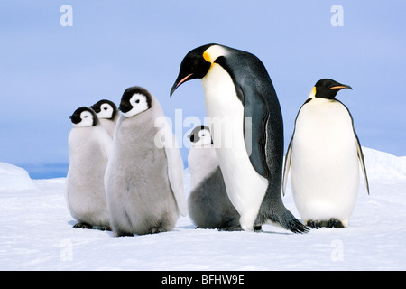 Manchot Empereur (Aptenodytes forsteri) et adultes poussins, Snow Hill Island, mer de Weddell, l'Antarctique Banque D'Images