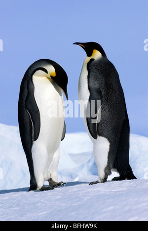 Courting manchots empereurs (Aptenodytes forsteri), Snow Hill Island, mer de Weddell, l'Antarctique Banque D'Images