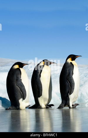 Emepror adultes pingouins (Aptenodytes fosteri), Snow Hill Island, mer de Weddell, l'Antarctique Banque D'Images