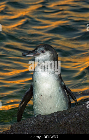 Galapagos pour mineurs (Spheniscus mendiculus), à venir à terre au coucher du soleil, l'île de Fernandina, l'archipel des Galapagos, Equateur Banque D'Images