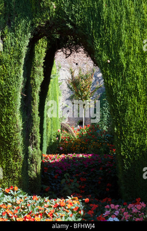 Promenade de lauriers-roses, les jardins du Generalife, Alhambra, Granada, Espagne Banque D'Images